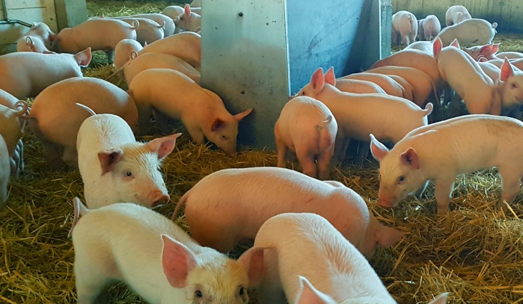 Raise Your Own Pure Pork Farms